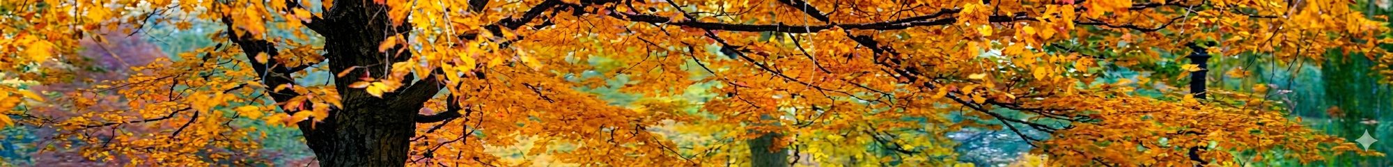 Banner image for African Nebula